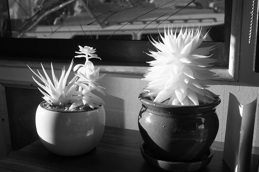 Infrared Photo of Plants on a Desk.